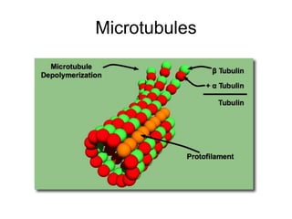 Microtubules