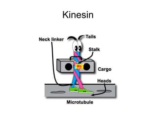 Kinesin