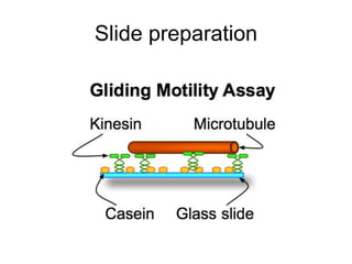Slide preparation