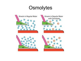 Osmolytes