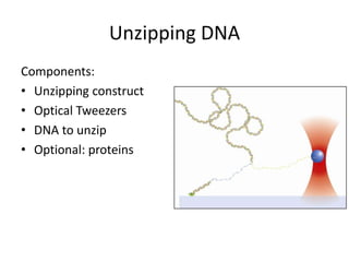 Unzipping DNAComponents:Unzipping constructOptical TweezersDNA to unzipOptional: proteins