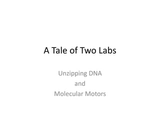 A Tale of Two Labs Unzipping DNA and Molecular Motors 