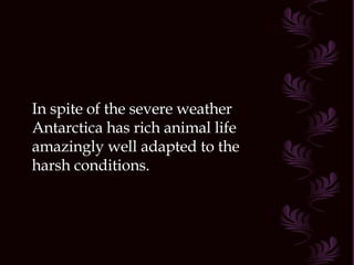 In spite of the severe weather Antarctica has rich animal life amazingly well adapted to the harsh conditions.  