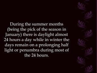 During the summer months (being the pick of the season in January) there is daylight almost 24 hours a day while in winter the days remain on a prolonging half light or penumbra during most of the 24 hours. 