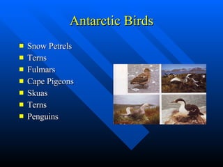Antarctic Birds Snow Petrels Terns Fulmars Cape Pigeons Skuas Terns Penguins 