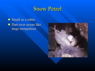 Snow Petrel Small as a robin Dart over ocean like large mosquitoes 