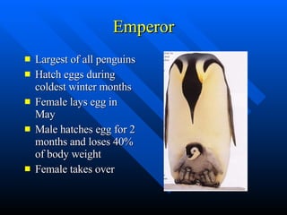 Emperor Largest of all penguins Hatch eggs during coldest winter months Female lays egg in May Male hatches egg for 2 months and loses 40% of body weight Female takes over 