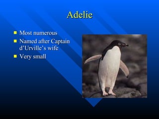 Adelie Most numerous Named after Captain d’Urville’s wife Very small 