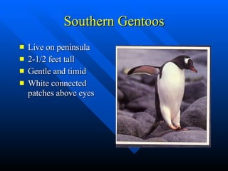 Southern Gentoos Live on peninsula 2-1/2 feet tall Gentle and timid White connected patches above eyes 