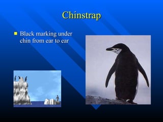 Chinstrap Black marking under chin from ear to ear 