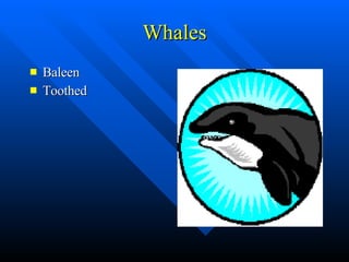 Whales Baleen Toothed 