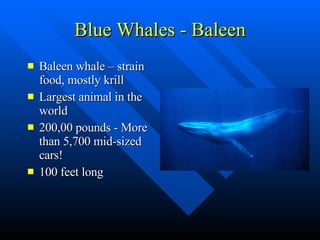 Blue Whales - Baleen Baleen whale – strain food, mostly krill Largest animal in the world 200,00 pounds - More than 5,700 mid-sized cars! 100 feet long 