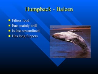 Humpback - Baleen Filters food Eats mainly krill Is less streamlined Has long flippers 