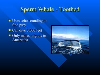 Sperm Whale - Toothed Uses echo sounding to find prey Can dive 3,000 feet Only males migrate to Antarctica 