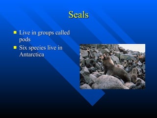 Seals Live in groups called pods Six species live in Antarctica 