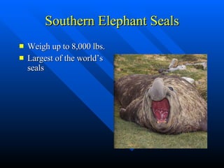 Southern Elephant Seals Weigh up to 8,000 lbs. Largest of the world’s seals 