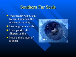 Southern Fur Seals Were nearly wiped out by seal hunters in the nineteenth century Live in groups - pods Have paddle like flippers or fins Have a thick layer of blubber 