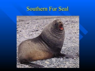 Southern Fur Seal 