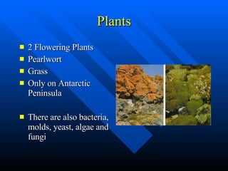Plants 2 Flowering Plants Pearlwort Grass Only on Antarctic Peninsula There are also bacteria, molds, yeast, algae and fungi 