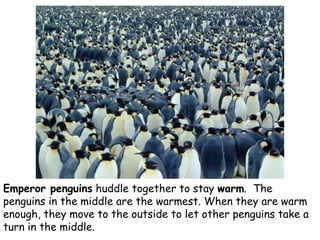 Emperor penguins huddle together to stay warm. The
penguins in the middle are the warmest. When they are warm
enough, they...