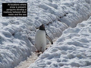 At locations where
      snow is present,
   penguins develop a
roadway between their
    nests and the sea
 