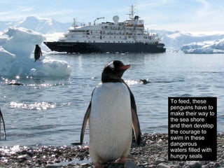 To feed, these
penguins have to
make their way to
the sea shore
and then develop
the courage to
swim in these
dangerous
waters filled with
hungry seals
 