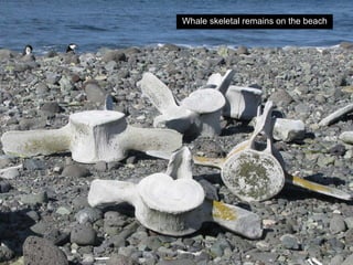 Whale skeletal remains on the beach
 