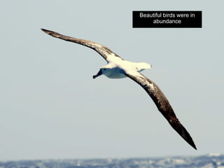 Beautiful birds were in
    abundance
 