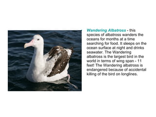 Wandering Albatross   - this species of albatross wanders the oceans for months at a time searching for food. It sleeps on the ocean surface at night and drinks seawater. The Wandering albatross is the largest bird in the world in terms of wing span - 11 feet! The Wandering albatross is endangered because of accidental killing of the bird on longlines. 