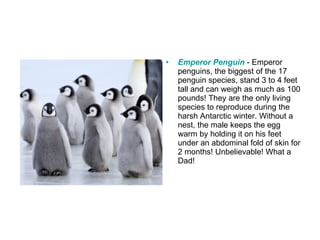 Emperor Penguin   - Emperor penguins, the biggest of the 17 penguin species, stand 3 to 4 feet tall and can weigh as much as 100 pounds! They are the only living species to reproduce during the harsh Antarctic winter. Without a nest, the male keeps the egg warm by holding it on his feet under an abdominal fold of skin for 2 months! Unbelievable! What a Dad! 