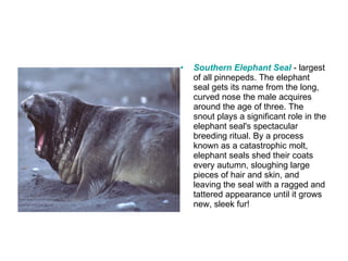 Southern Elephant Seal   - largest of all pinnepeds. The elephant seal gets its name from the long, curved nose the male acquires around the age of three. The snout plays a significant role in the elephant seal's spectacular breeding ritual. By a process known as a catastrophic molt, elephant seals shed their coats every autumn, sloughing large pieces of hair and skin, and leaving the seal with a ragged and tattered appearance until it grows new, sleek fur! 