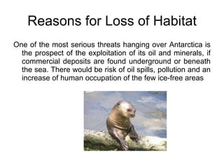 Reasons for Loss of Habitat One of the most serious threats hanging over Antarctica is the prospect of the exploitation of its oil and minerals, if commercial deposits are found underground or beneath the sea. There would be risk of oil spills, pollution and an increase of human occupation of the few ice-free areas 