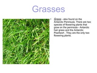 Grasses Grass  - also found on the Antarctic Peninsula. There are two species of flowering plants that grow on the peninsula - Antarctic hair grass and the Antarctic Pearlwort . They are the only two flowering plants.  