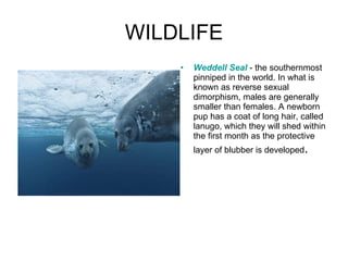WILDLIFE Weddell Seal   - the southernmost pinniped in the world. In what is known as reverse sexual dimorphism, males are generally smaller than females. A newborn pup has a coat of long hair, called lanugo, which they will shed within the first month as the protective layer of blubber is developed . 