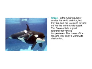 Orcas  - In the Antarctic, Killer whales live amid pack-ice, but they are said not to extend beyond the ice-line in the Arctic ocean. The Orca exhibits a great tolerance for varying temperatures. This is one of the reasons they enjoy a worldwide distribution. 