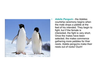 Adelie Penguin   - the Adelies courtship ceremony begins when the male drops a pebble at the feet of his intended. They begin to fight, but if the female is interested, the fight is very short. Once the mates have been selected, the males commence gathering more pebbles for thier nests. Adelie penguins make their nests out of rocks! Ouch! 