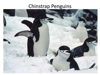 Chinstrap Penguins
 