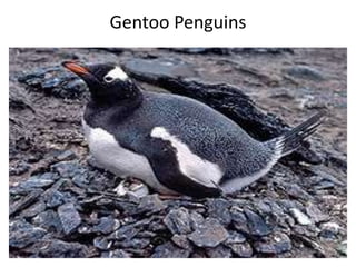 Gentoo Penguins