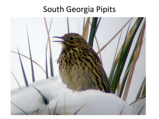 South Georgia Pipits
 