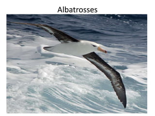 Albatrosses