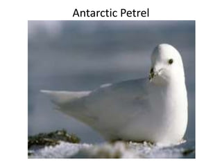 Antarctic Petrel
 