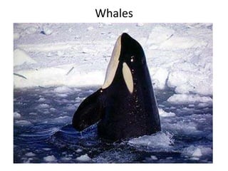 Whales
 