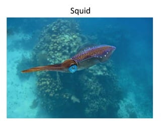 Squid