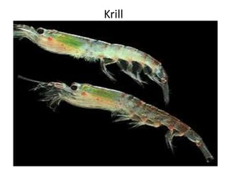 Krill
 