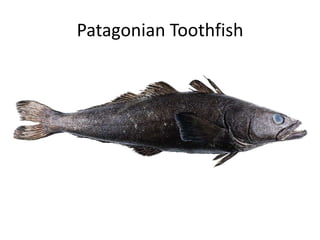 Patagonian Toothfish
 