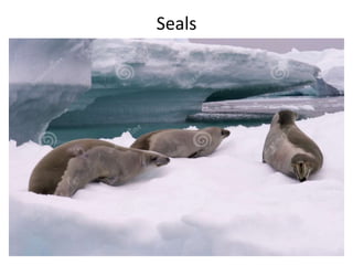 Seals
 