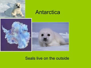 Antarctica




Seals live on the outside
 