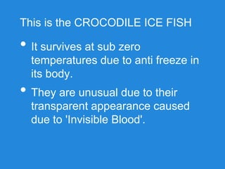 This is the CROCODILE ICE FISH
• It survives at sub zero
temperatures due to anti freeze in
its body.
• They are unusual due to their
transparent appearance caused
due to 'Invisible Blood'.
 