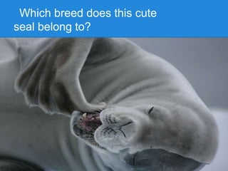 Which breed does this cute
seal belong to?
 