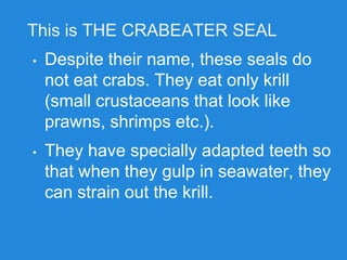 This is THE CRABEATER SEAL
• Despite their name, these seals do
not eat crabs. They eat only krill
(small crustaceans that look like
prawns, shrimps etc.).
• They have specially adapted teeth so
that when they gulp in seawater, they
can strain out the krill.
 